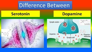 Difference Between Serotonin and Dopamine [upl. by Whang]