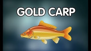 Gold Carp 5★  FISHAO [upl. by Appel]