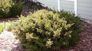 Pruning Evergreen Shrubs to Maintain Natural Form [upl. by Feeley]