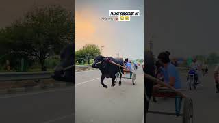 Veer jhote newsong viralshort bullbull bull cow shortvideo shorts please subscribe me 🙏💥💥💥💥 [upl. by Harras]