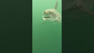 Porbeagle shark close pass [upl. by Peppi]