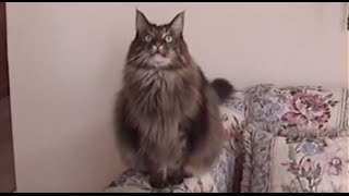 BIG Maine Coon Cat CHIRPS [upl. by Iddo]