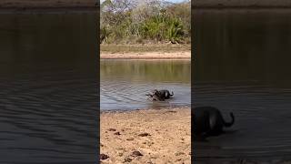 🐆vs🐊 Jaguar catching caiman at Pantanal  Onça pega jacaré no Pantanal jaguar safari wildlife [upl. by Alvina]