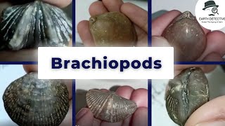 Brachiopoda  Invertebrate Paleontology  Terebratula Spirifer Atrypa Rynoconila  Geology [upl. by Pirbhai]