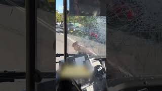 Cyclist attacks bus in Sydney on Easter Sunday [upl. by Oninrutas714]