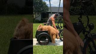 My dog tries a sidecar for the first time goldendoodle dogdad sidecar [upl. by Anelet]