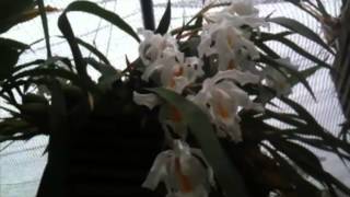 OrchidWeb  Coelogyne cristata [upl. by Aubrette]