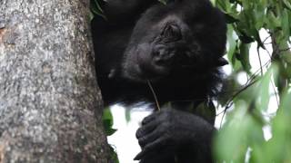 Chimpanzee tool use fishing for ants to eat [upl. by Eilatan]