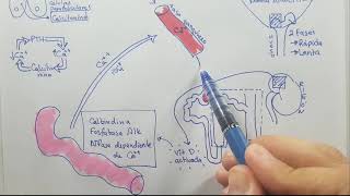 Metabolismo del calcio y fosforo parte 2 [upl. by Flss]