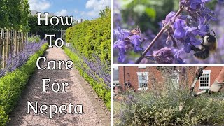 Drought Tolerant Plants  Nepeta Catmint [upl. by Hallerson660]