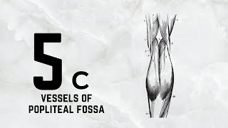 Anatomy LL Vessels of Popliteal fossa 5c [upl. by Loseff672]