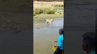 there is a tiger chasing birds while fishing animals [upl. by Anah115]