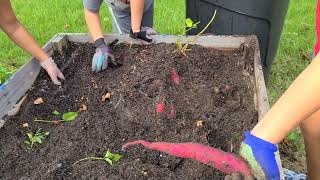 Final Sweet Potato Harvest in Northwest Florida How Did We Do This Season [upl. by Anders]