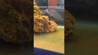 Demasoni Cichlids with Babies Mbuna Breeding [upl. by Lodi]