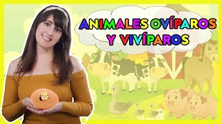 ANIMALES OVÍPAROS Y VIVÍPAROS  Historia Educativa [upl. by Lapotin]