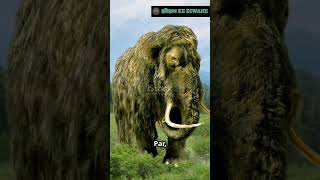 Journey to the Ice Age Discover the 10000YearOld Woolly Mammoth” theoriginofspecies bighist [upl. by Ellehc698]