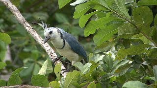 Nicaragua birding part two Ometepe Island [upl. by O'Conner]