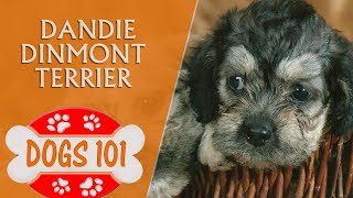 Dogs 101  Dandie Dinmont Terrier  Top Dog Facts About the Dandie Dinmont Terrier [upl. by Kciremed]