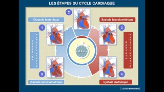 Quelles sont les étapes du cycle cardiaque [upl. by Norda732]