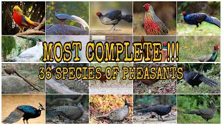 MOST COMPLETE  36 SPECIES OF PHEASANTS  Subfamily  Phasianinae [upl. by Biddie]