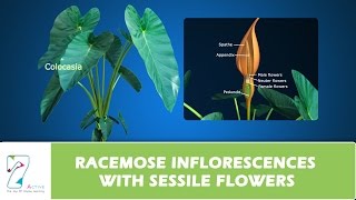 RACEMOSE INFLORESCENCES WITH SESSILE FLOWERS [upl. by Whitcomb]