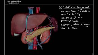 3 Minute Anatomy Ligaments of the Liver [upl. by Moncear]