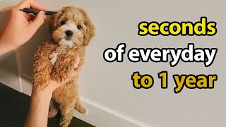 Puppy Growing 8 Weeks to 1 Year  Cavapoo [upl. by Beedon114]