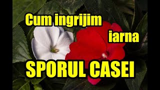 Sporul casei Impatiens  cum se ingrijeste iarna ingrijireaflorilor [upl. by Notsgnik]