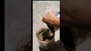 Propagate snake plant from cutting snakeplant gardening indoorplanting [upl. by Dorn]