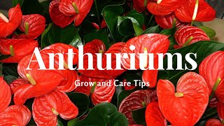 Anthuriums Grow and Care Tips [upl. by Suiravaj]