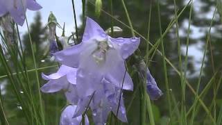 Common Harebell Campanula rotundifolia [upl. by Krysta]