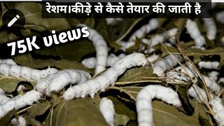 रेशम केसे बनाते हैं। Resham kese banate ha । रेशम की खेती [upl. by Ocirred]