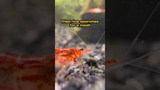 how a shrimp looks for food shrimp shrimptank [upl. by Derfniw]