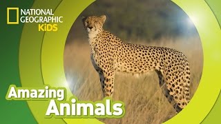 Cheetah  Amazing Animals [upl. by Truitt]