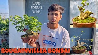 Bougainville Bonsai Movement  Bonsai Tree  Sani Bonsai Zone bonsai garden [upl. by Drofnil]