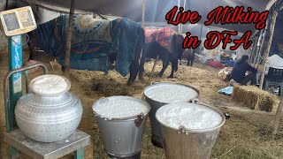 🔴 Live Milking in DFA Competition Kurukshetra [upl. by Chitkara540]