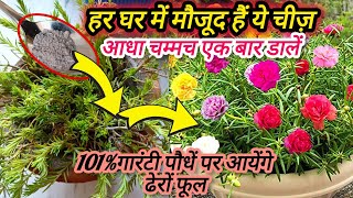 Portulaca में ये चीज़ आधा चम्मच एक बार डालें और पाएं बेशुमार फूल ही फूल  Fertilizer for moss rose [upl. by Ellenig156]