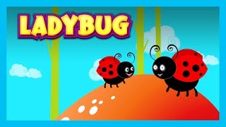 LADYBUG  Nursery Rhymes For Kids  English Poems For Kids  Animated Videos [upl. by Omor562]