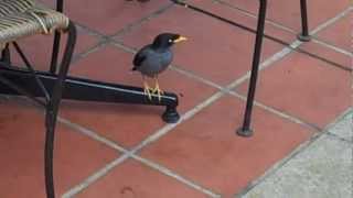 Myna Birds in Singapore [upl. by Quenna749]