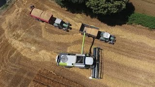 CLAAS LEXION 740  CRESSONI  ETA ECOBICHON [upl. by Sivad159]