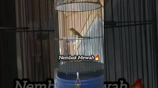 Pleci Dakun Nembak Isian Mewah🔥pleci plecidakun plecigacor plecimania plecimaniaindonesia [upl. by Lorenza]