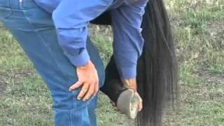 Parelli Natural Horse Training Tip  Handling your horses feet [upl. by Feliza17]