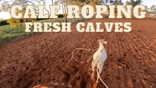 Calf Roping Fresh Calves Go Pro [upl. by Idas661]