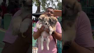 Culture Spitz Puppies Sell Low Price pets puppies doglover shorts [upl. by Yanal]