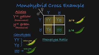 Monohybrid Cross Explained [upl. by Eninotna572]