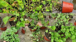 Rainy Season Ma Geranium Ko Care Kasari Garnu  Geranium Care Season Tips for Healthy Plants [upl. by Ohce]