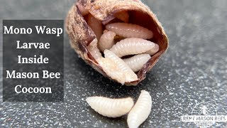 Mono Wasps Inside Mason Bee Cocoon [upl. by Clevey]