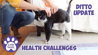 DITTO UPDATE  Health Challenges  Channel Update  Lucky Ferals S5 E8 [upl. by Lindsey932]