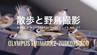 マイクロフォーサーズで散歩と野鳥撮影 EM1mark2zuiko75300mm [upl. by Niltiak795]