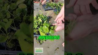 This Is The FUN STAGE  Anubias  PART 2 [upl. by Assirrac]